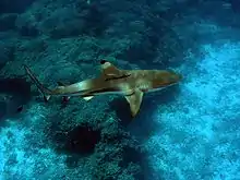 Vue de dessus d'un requin marron avec un museau arrondi, nageant au-dessus de rochers couverts d'algues.