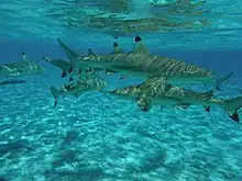 7 requins nagent par petit fond dans une eau limpide.