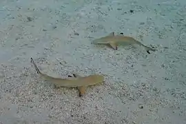 Deux jeunes requins pointe noire (Carcharhinus melanopterus) sur un bord de plage