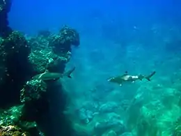 Deux requins nageant dans la même direction, l'un derrière l'autre, devant une tête de corail massive et un lit de rochers.