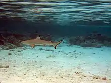 Un petit requin nageant au-dessus d'un banc de sable avec les rochers d'un récif en arrière plan et l'a surface de l'eau au-dessus