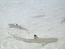 Une étendue d'eau clair et de sable blanc, avec plusieurs requins nageant avec leur nageoire dorsale hors de l'eau.