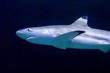 Un requin avec une gueule émoussée et des marques noires distinctives sur ses nageoires pectorales et dorsales, sur un arrière plan entièrement noir