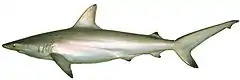 Description de l'image Carcharhinus tilstoni csiro-nfc.jpg.