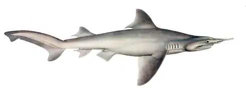 Isogomphodon oxyrhynchus