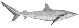 Vue de côté d'un requin avec un profil légèrement arqué, une première nageoire dorsale triangulaire et une grande queue asymétrique