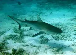 Carcharhinus galapagensis