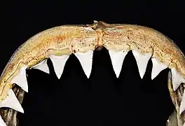 Dents de Carcharodon carcharias