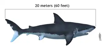 Reconstitution d'un Mégalodon (Carcharocles megalodon, Lamniformes - Cénozoïque)