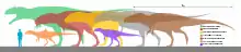 Tailles relatives des divers carcharodontosauridés avec un être humain (Mapusaurus est en rose).