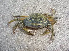 Carcinus aestuarii