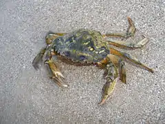 Carcinus aestuarii