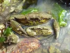 Carcinus maenas. Précopulation. Le mâle chevauche la femelle, qui n'a pas encore mué.