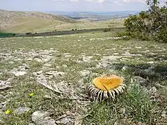 Un chardon bien connu du causse : la Cardabelles ou carline à feuilles d'acanthe.