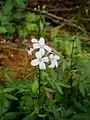 Haut de la tige avec fleurs et bulbilles