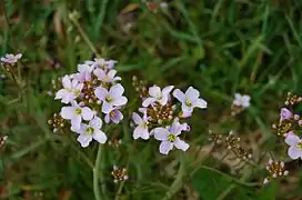 Cardamine des prés, Le Tholy.