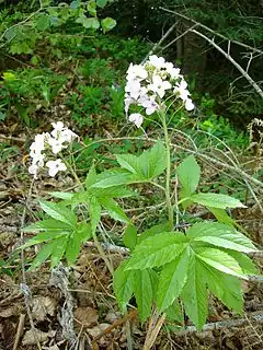 Cardamine à sept folioles