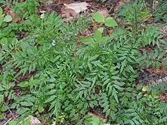 Cardamine impatiente.