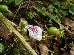 Fleur et fruit