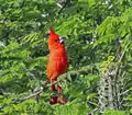 Cardinal vermillon