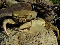 Après avoir trouvé les balles allemandes qui ont tué les pêcheurs de tortues, Tom Hudson a tiré un coup de son revolver 357 Magnum sur un gros crabe de terre qui se nourrissait des cadavres et l'a pulvérisé.