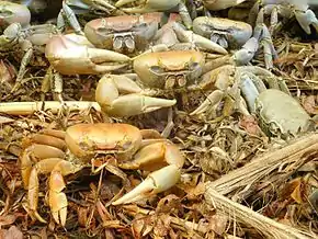 Description de l'image Cardisoma guanhumi (crabe de terre).jpg.