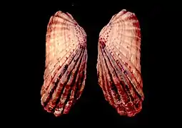Carditamera gracilis (Carditoidea)