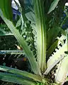 Cardon (Cynara cardunculus var. altilis).