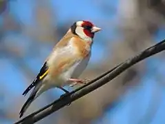 Chardonneret élégant.