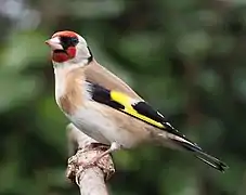 Chardonneret élégant (Carduelis carduelis)