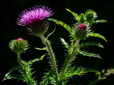 Feuillage et inflorescences.