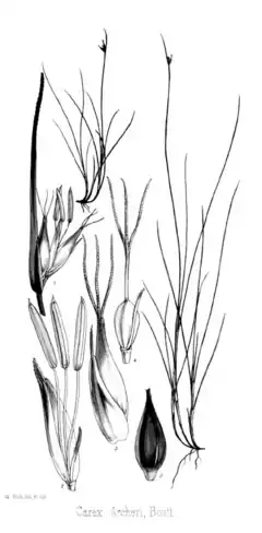 Description de l'image Carex Archeri Flora Tasmaniæ.png.