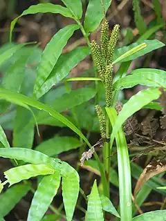 Description de l'image Carex_alliiformis_ryukyusg02.jpg.