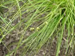 Description de l'image Carex appalachica fruiting.JPG.