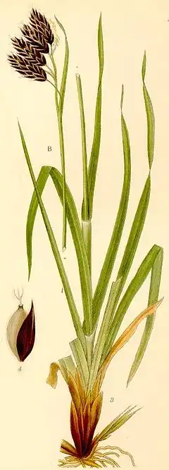 Description de l'image Carex atrata.jpg.