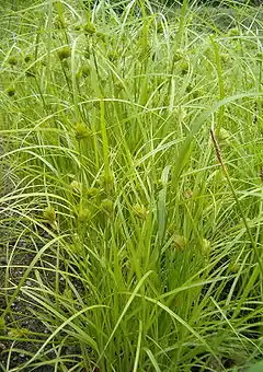 Description de l'image Carex bohemica HabitusInflorescence BotGardBln0806.jpg.