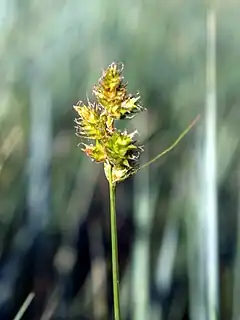 Description de l'image Carex brevior NPS-1.jpg.