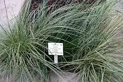 Description de l'image Carex brunnea cv. Variegata - Botanischer Garten - Heidelberg, Germany - DSC01257.jpg.