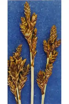 Description de l'image Carex brunnescens.jpg.