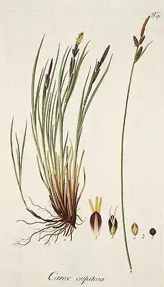 Description de l'image Carex cespitosa.jpg.