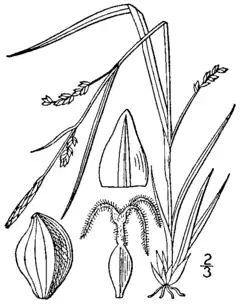 Description de l'image Carex digitalis BB-1913.png.