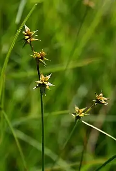 Description de l'image carex echinata.jpg.