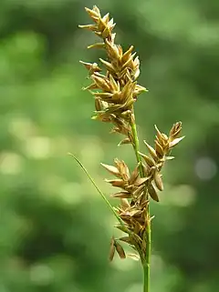 Description de l'image Carex elongata3.JPG.