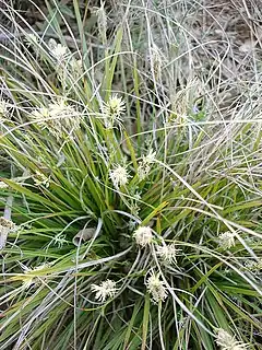 Carex de Haller.