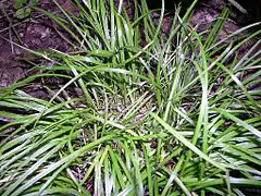 Description de l'image Carex jamesii.jpg.