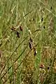 Laîche des tourbières(Carex limosa)