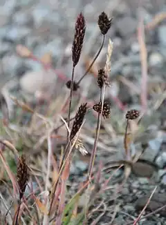 Carex misandra près de Longyearbyen (Spitzberg)