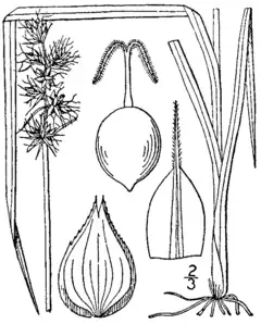 Description de l'image Carex muehlenbergii BB-1913.png.