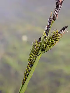 Description de l'image Carex nigra.JPG.