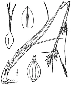 Description de l'image Carex oligosperma BB-1913.png.